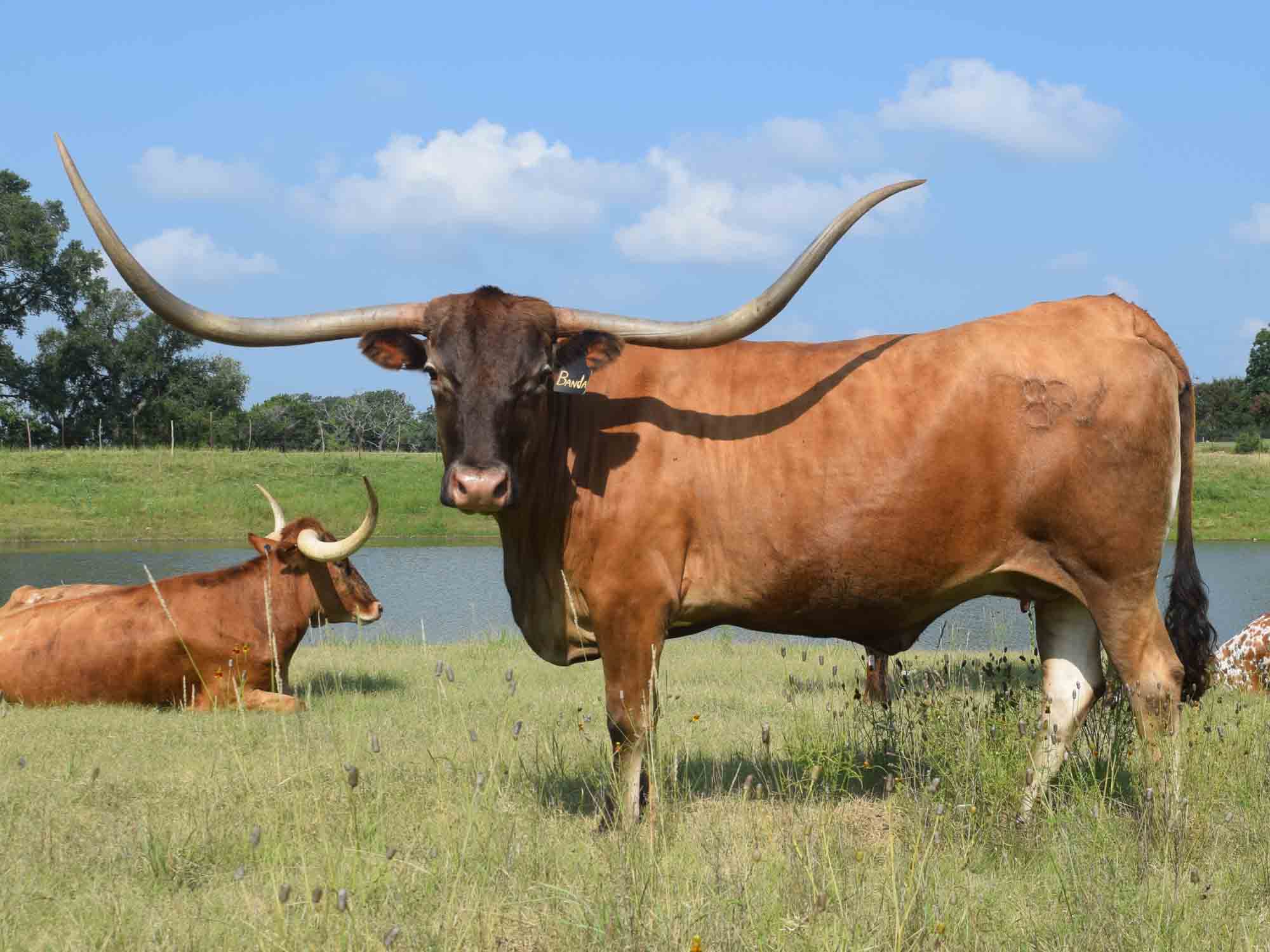 Texas Longhorn cows for sale - BRR Bella Banda