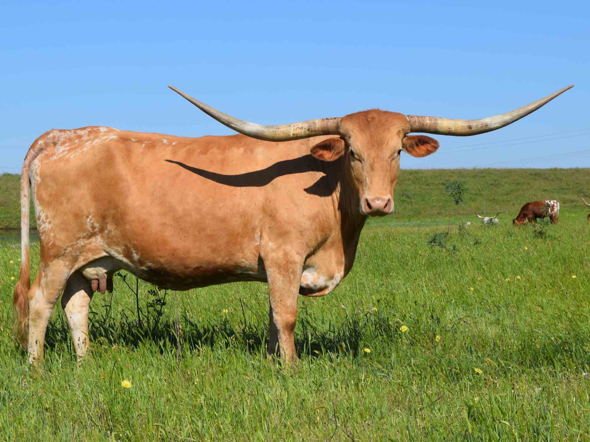 Texas Longhorn cow - CO Mercy Me