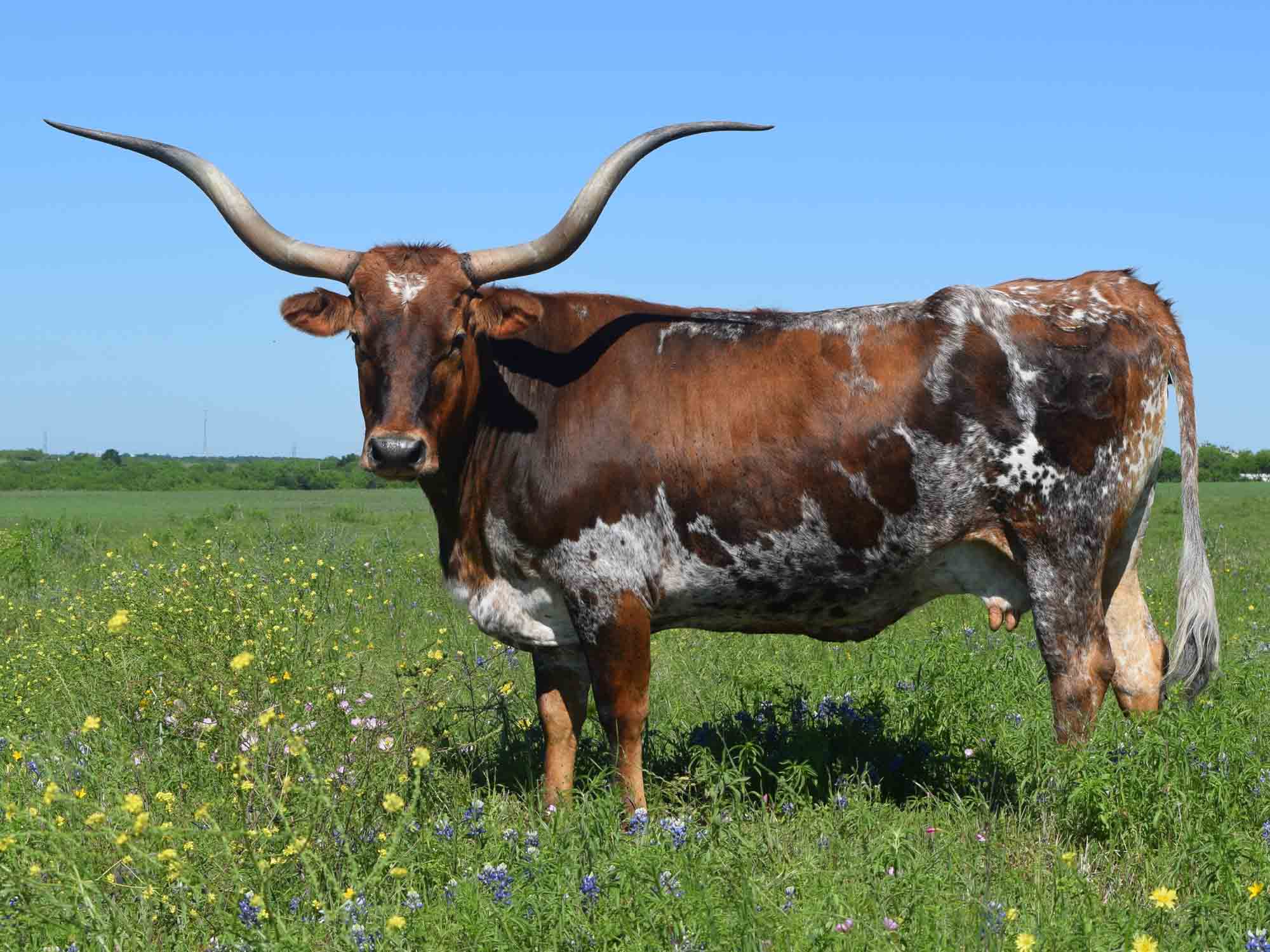 Texas Longhorn cow - CO Texas Tea