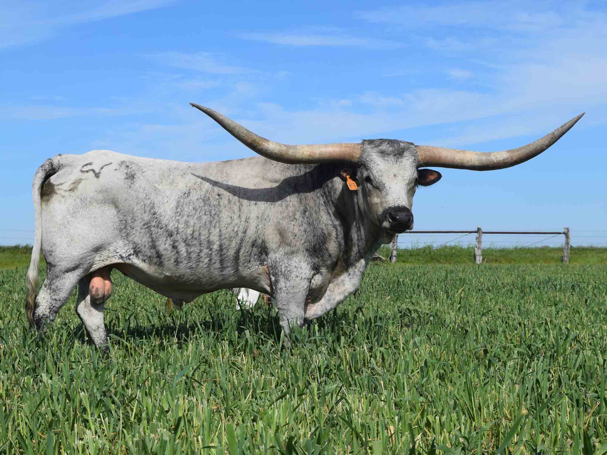 Texas Longhorn bull for sale -  CV Casanova's Magnum (2012)