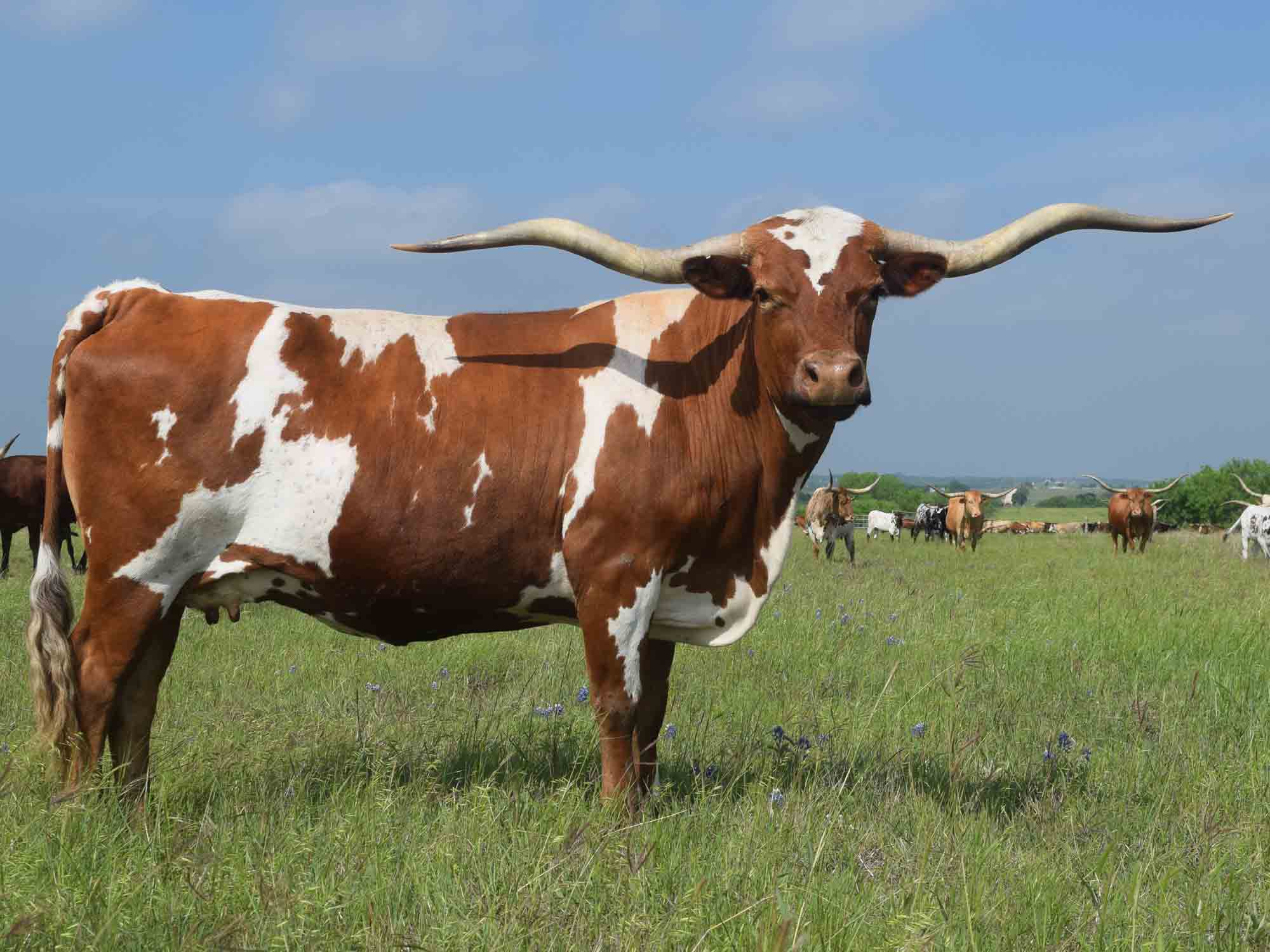 Texas Longhorn cow - DG Hunting In Dixie