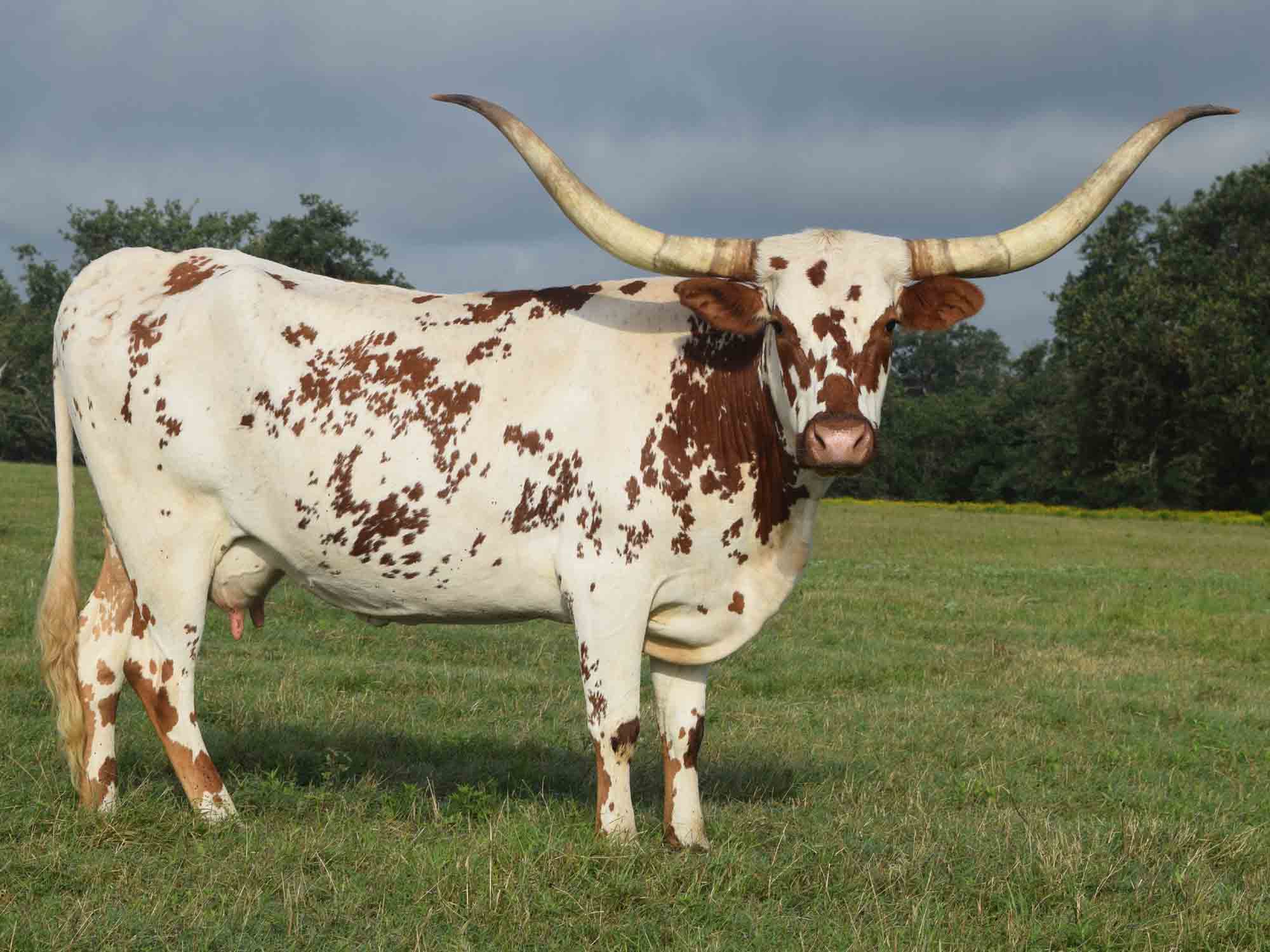 Texas Longhorn cow - ECR Southern Fortress