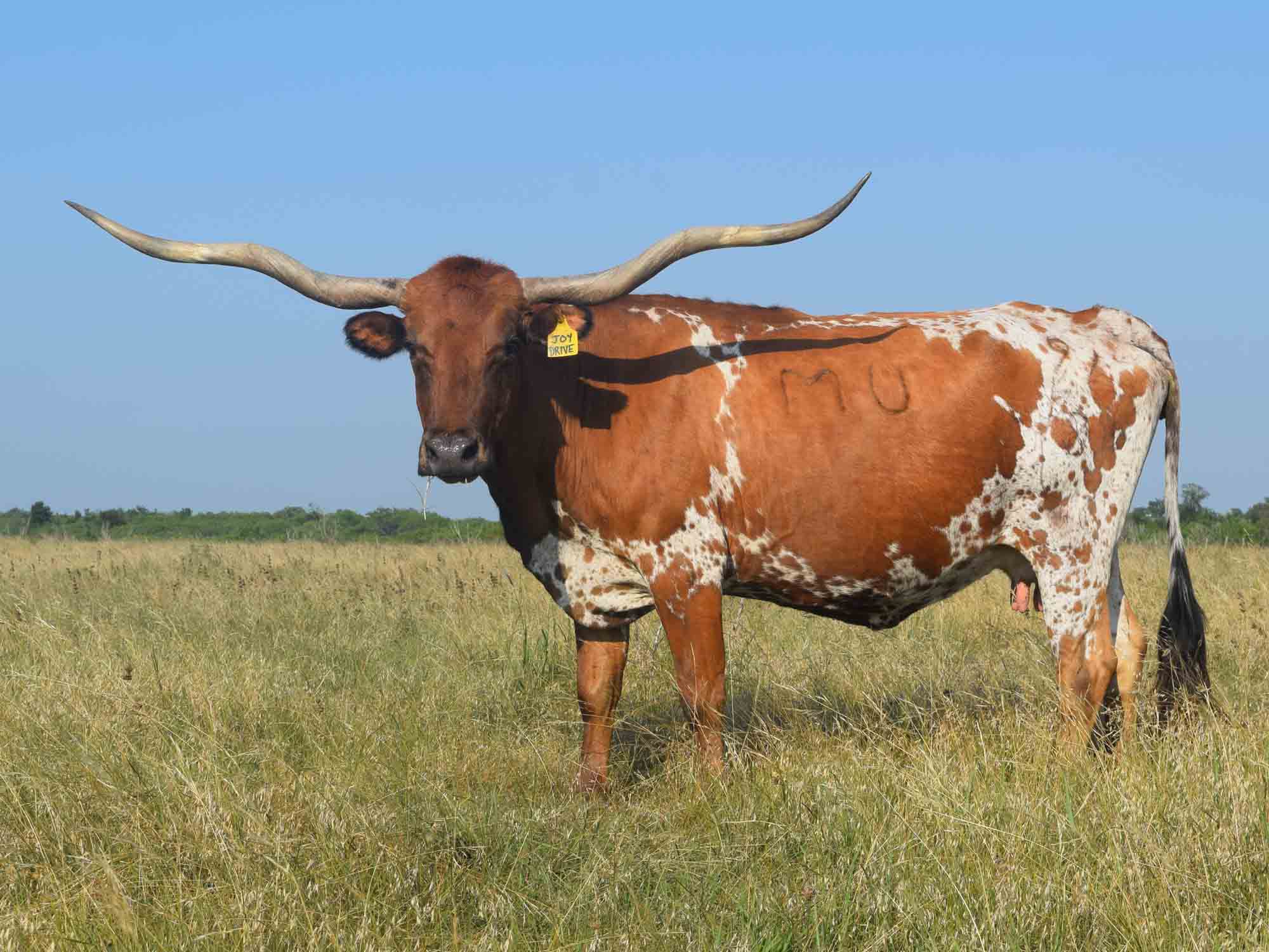 Texas Longhorn cows for sale - Joy Drive (2008)