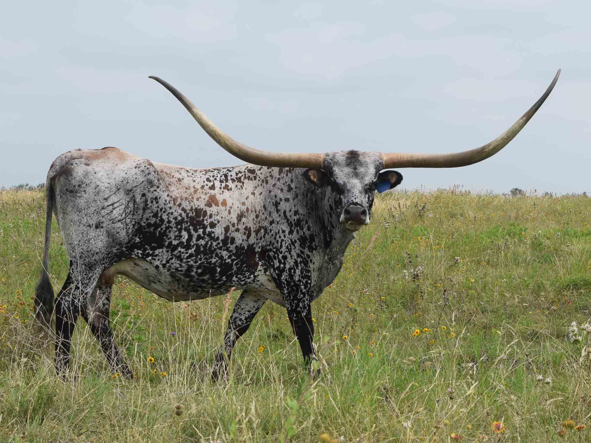 Texas Longhorn cows for sale - LLL Sassy Maxi
