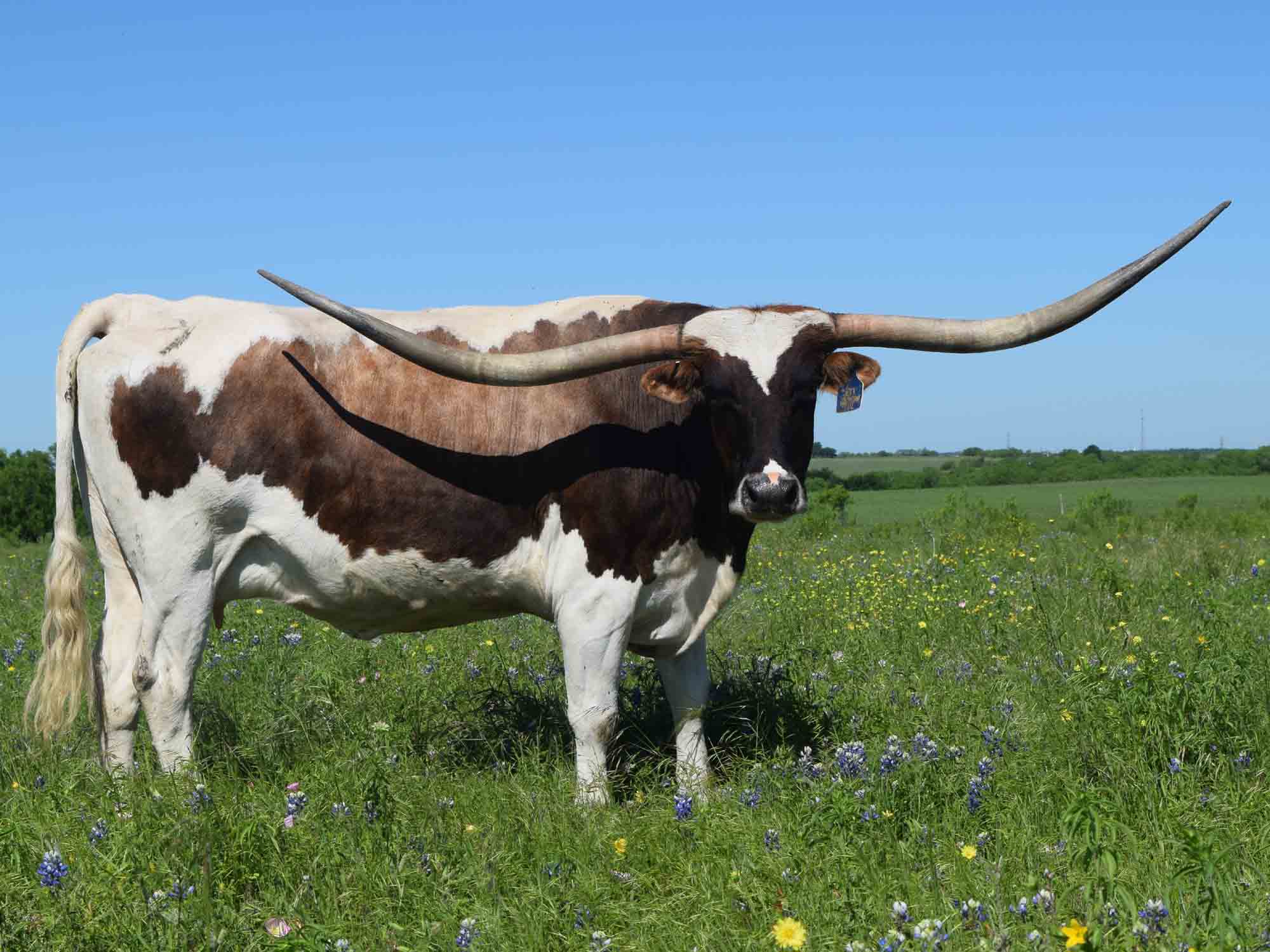 Texas Longhorn cow - LLL Tari Sue