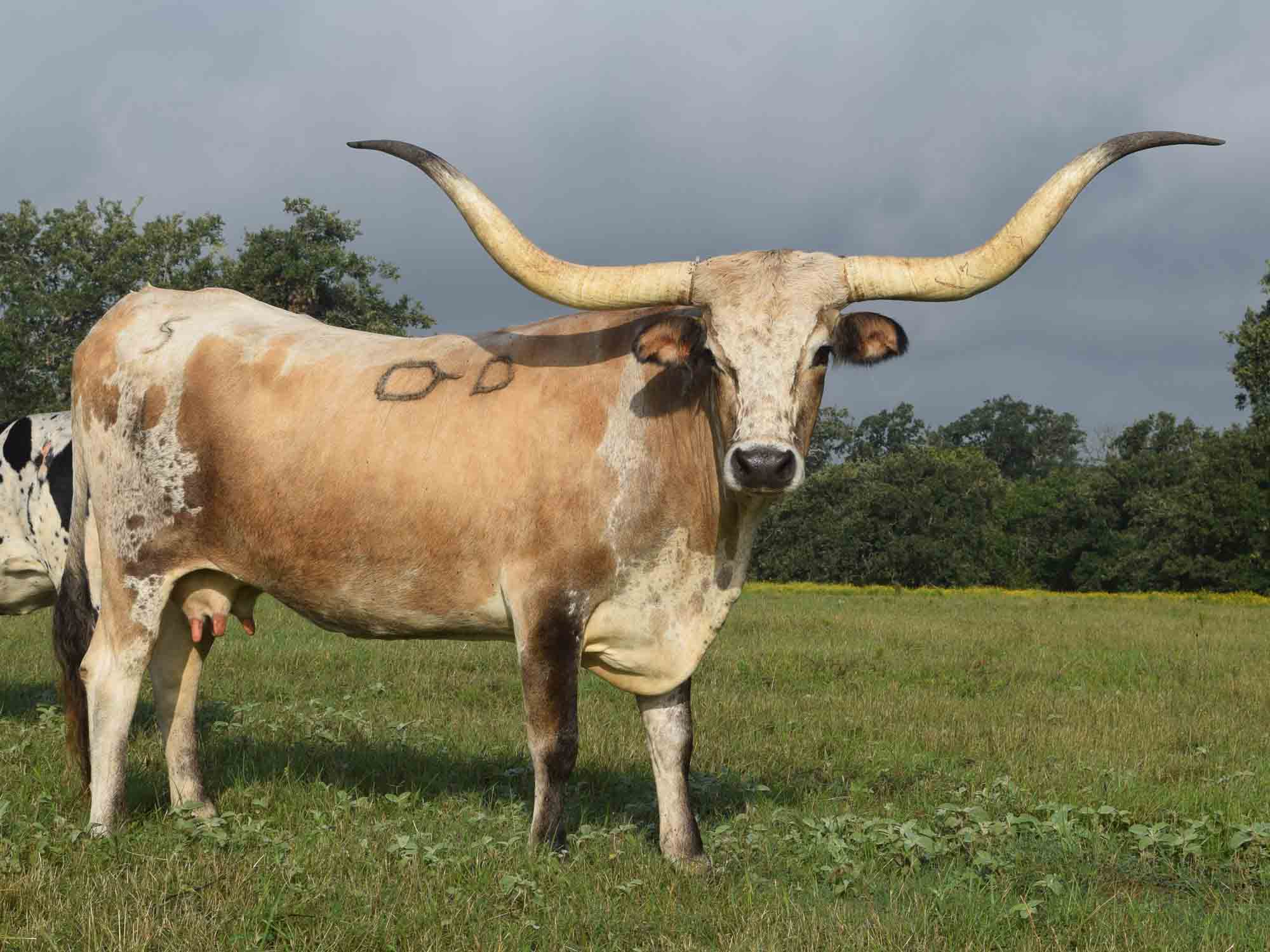 Texas Longhorn cow - Limited Caliber