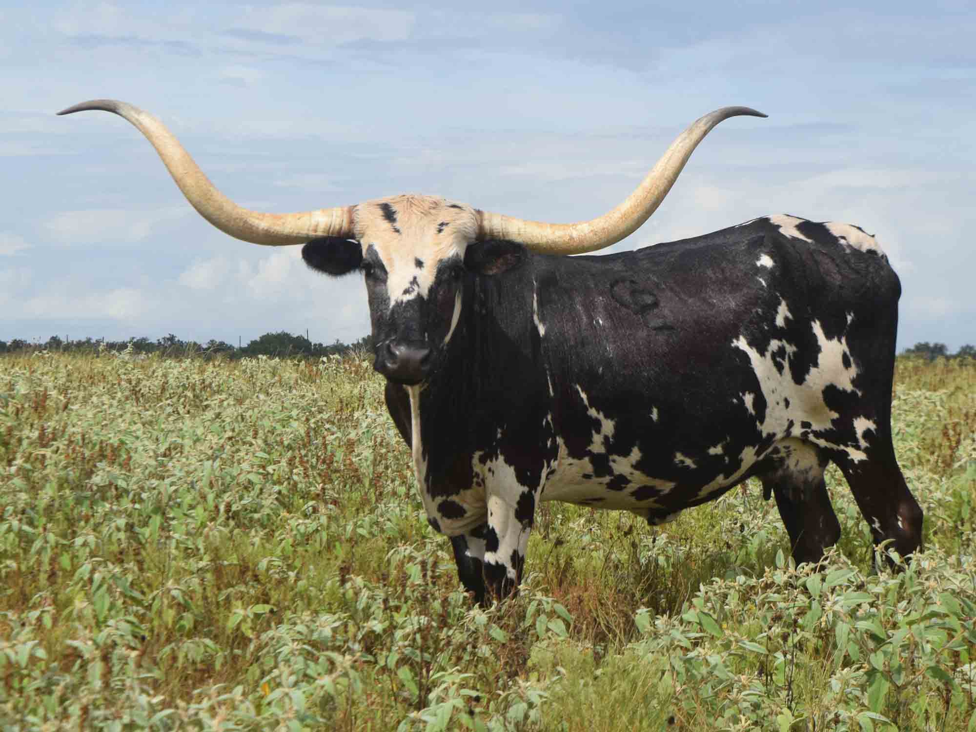 Texas Longhorn cow - Rae Of Light Cowgirl CPL