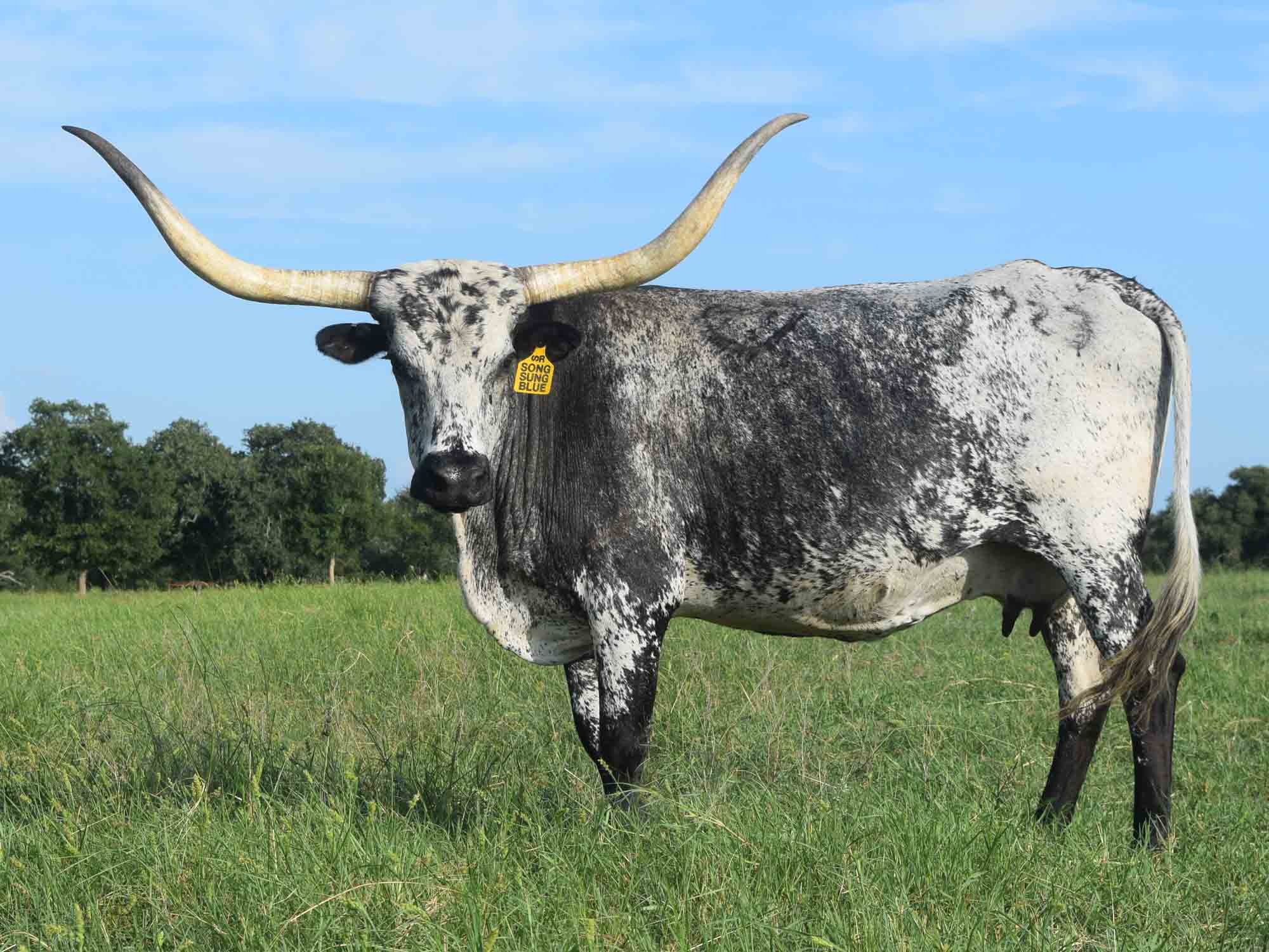 Texas Longhorn cow - Song Sung Blue