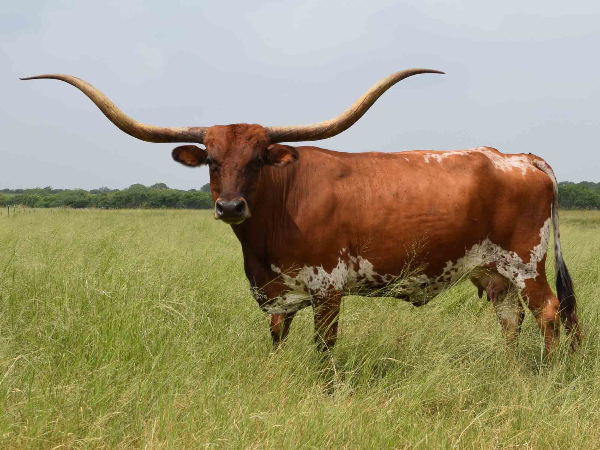 Texas Longhorn cows for sale - TC Ritzy Dixie