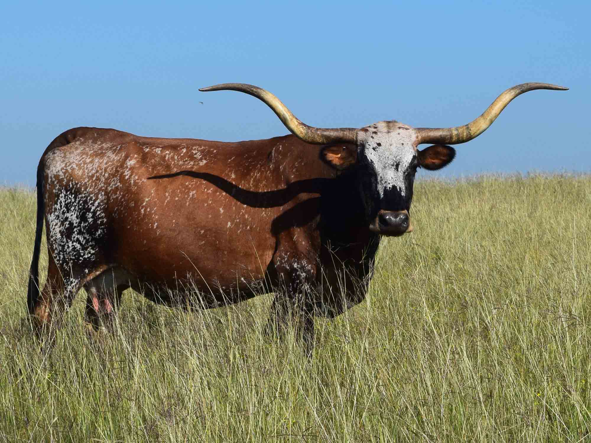 Texas Longhorn cow for sale - TP Turkey Feather (2003)
