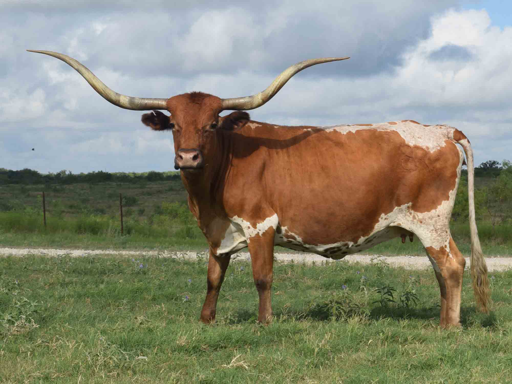 Rocking O Longhorns - texas longhorn cattle for sale Austin, Texas Longhorn cattle ...