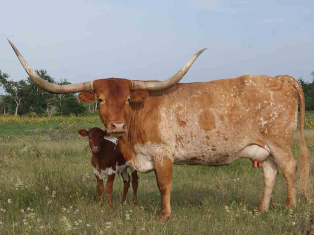 Rocking O Longhorns  texas longhorn cattle for sale Austin, Texas Longhorn cattle, bulls 