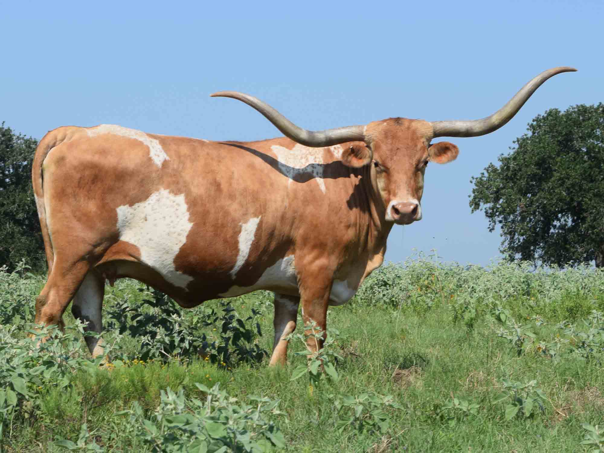 Rocking O Longhorns - texas longhorn cattle for sale Austin, Texas Longhorn cattle ...