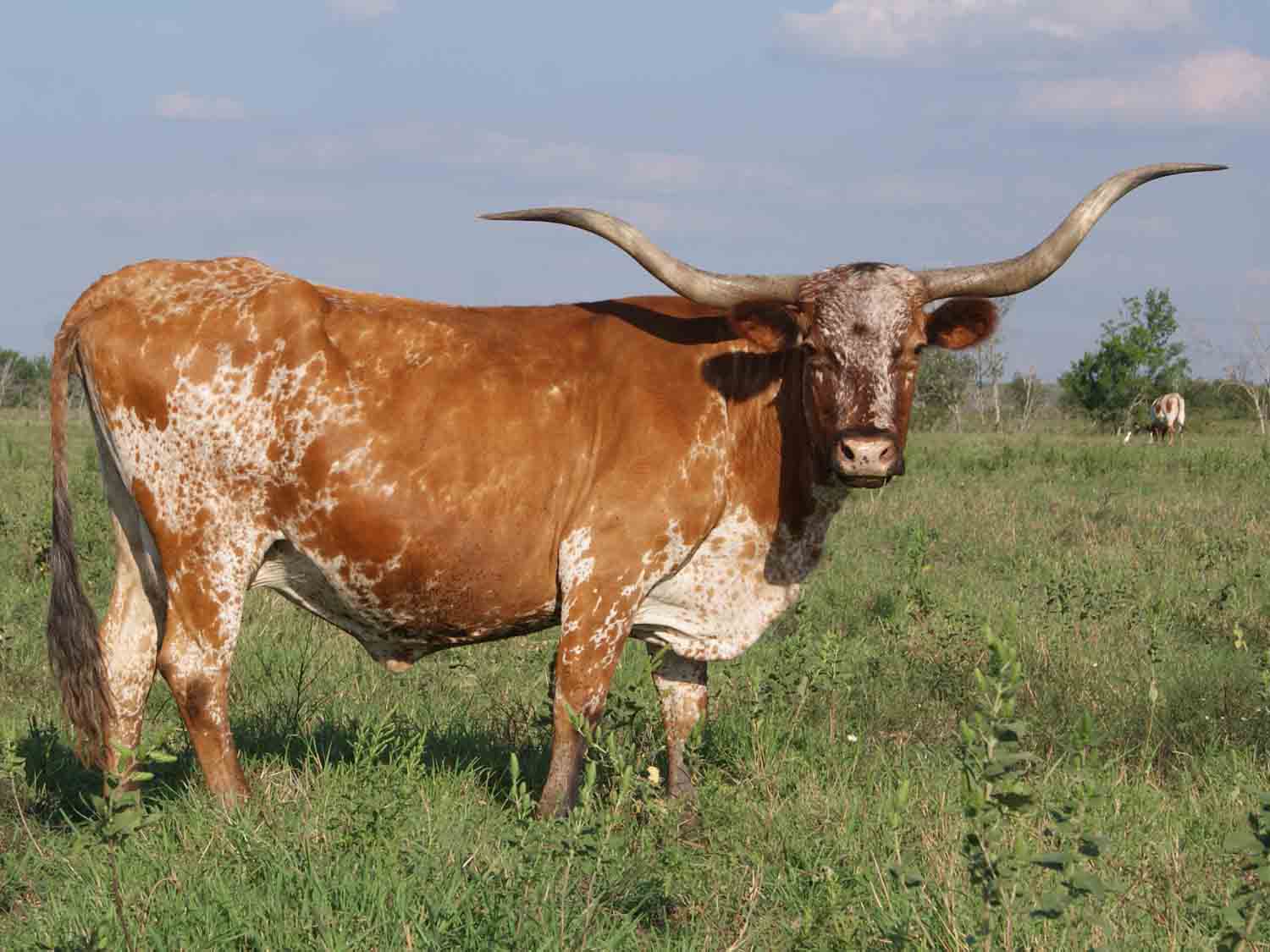 Texas Longhorn Cow - CO War Paint (1997)