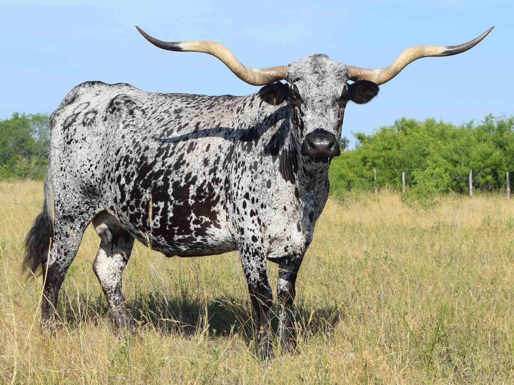 Rocking O Longhorns - texas longhorn cattle for sale Austin, Texas Longhorn cattle ...2000 x 1500