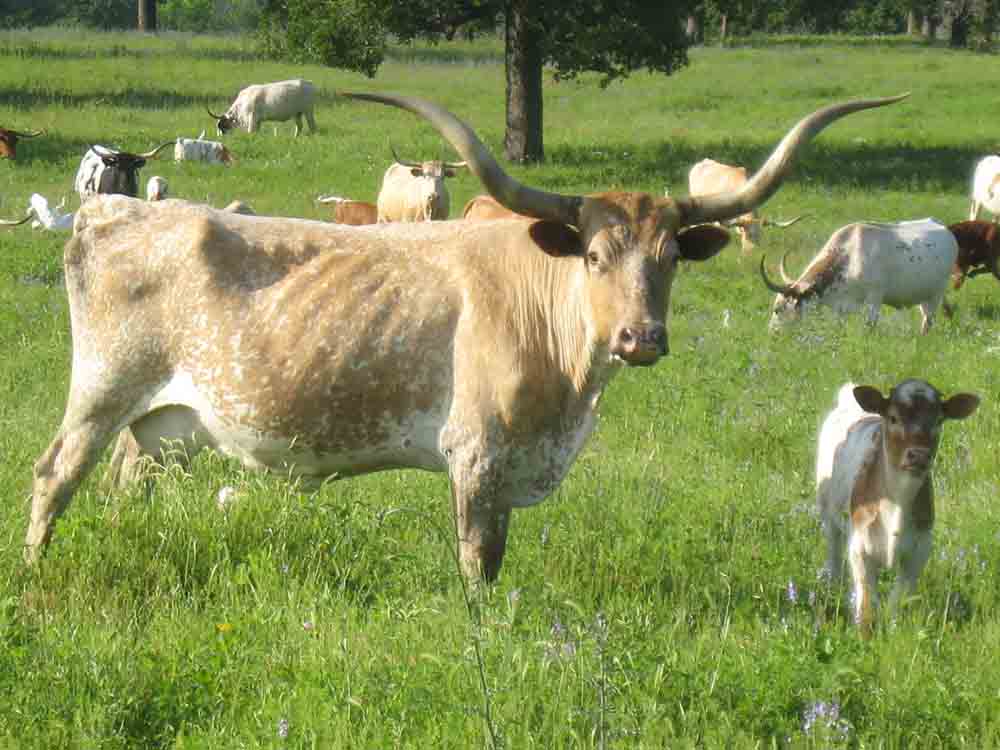 Texas Longhorn cow - My Belle Michelle (2000)