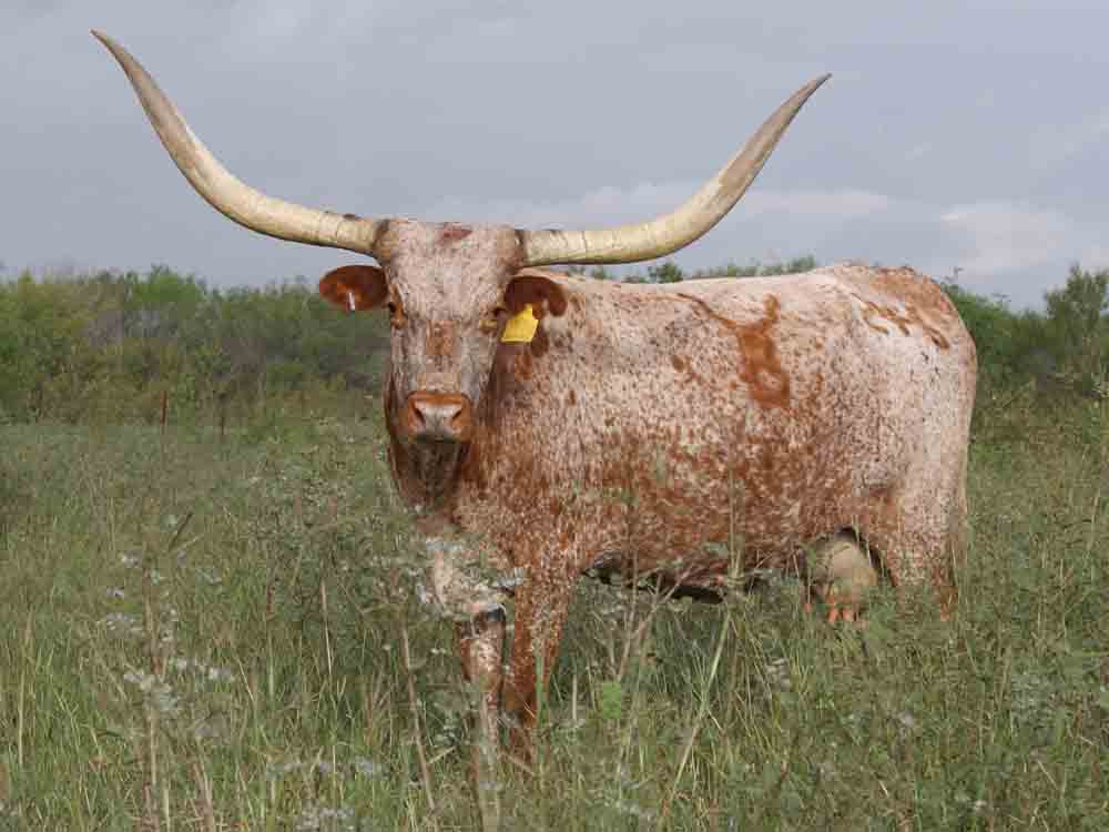 Texas Longhorn cow - Safari B Angel (2002)