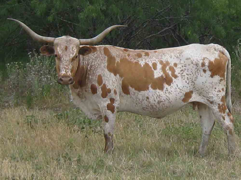 CO Alero (2001)