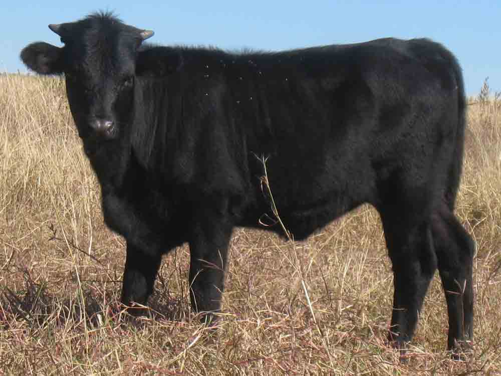 CO Black Diamond (2010)