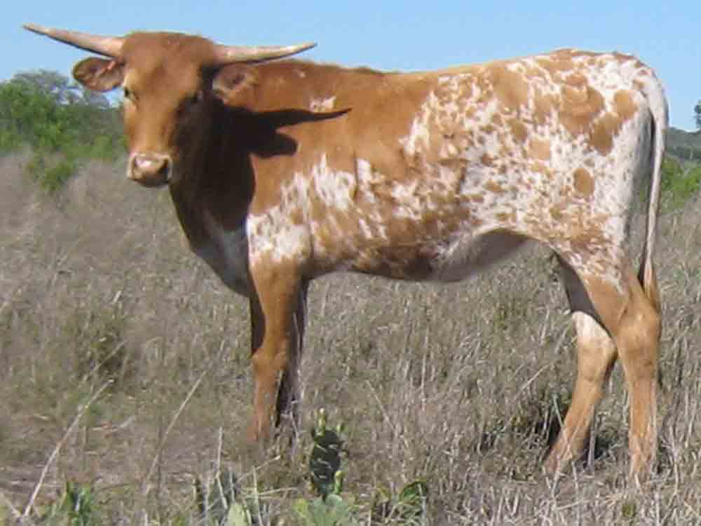 CO Blitzen (12/2007)