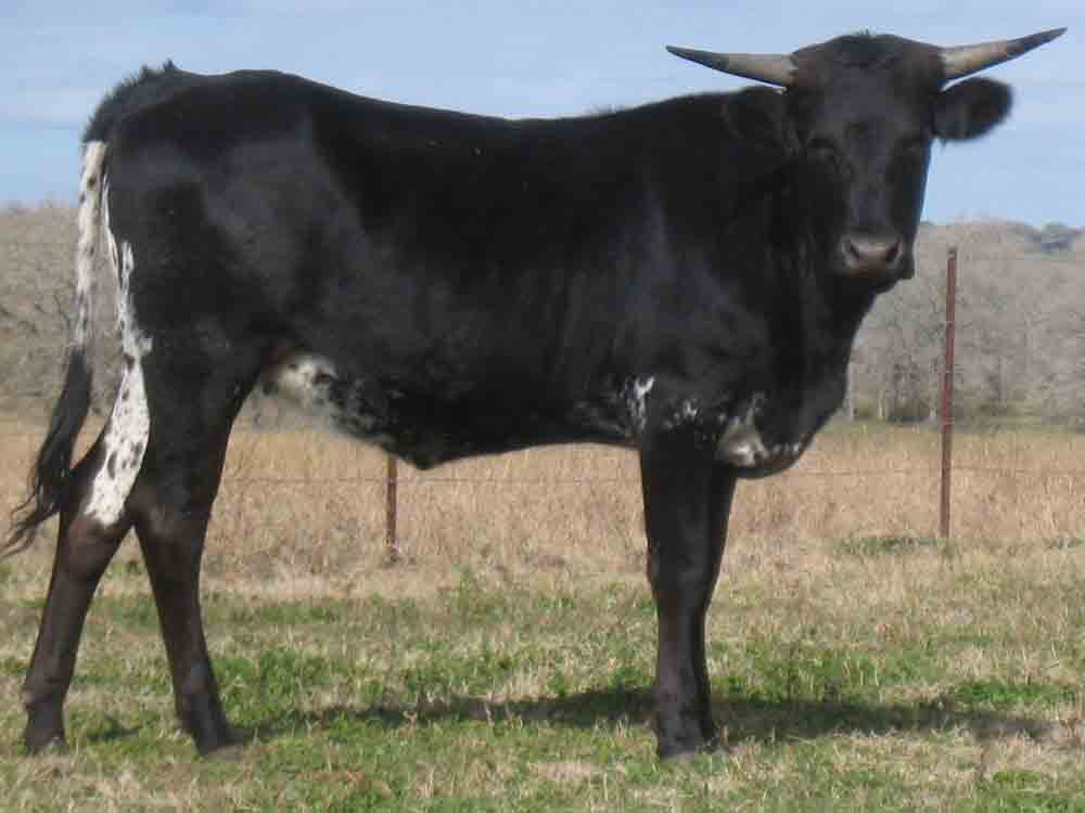 CO Blue Ribbon (2008)