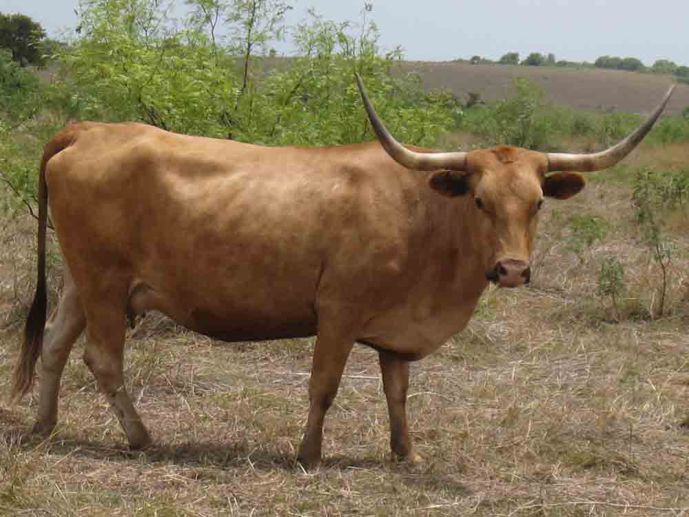 CO Brownie (2003)