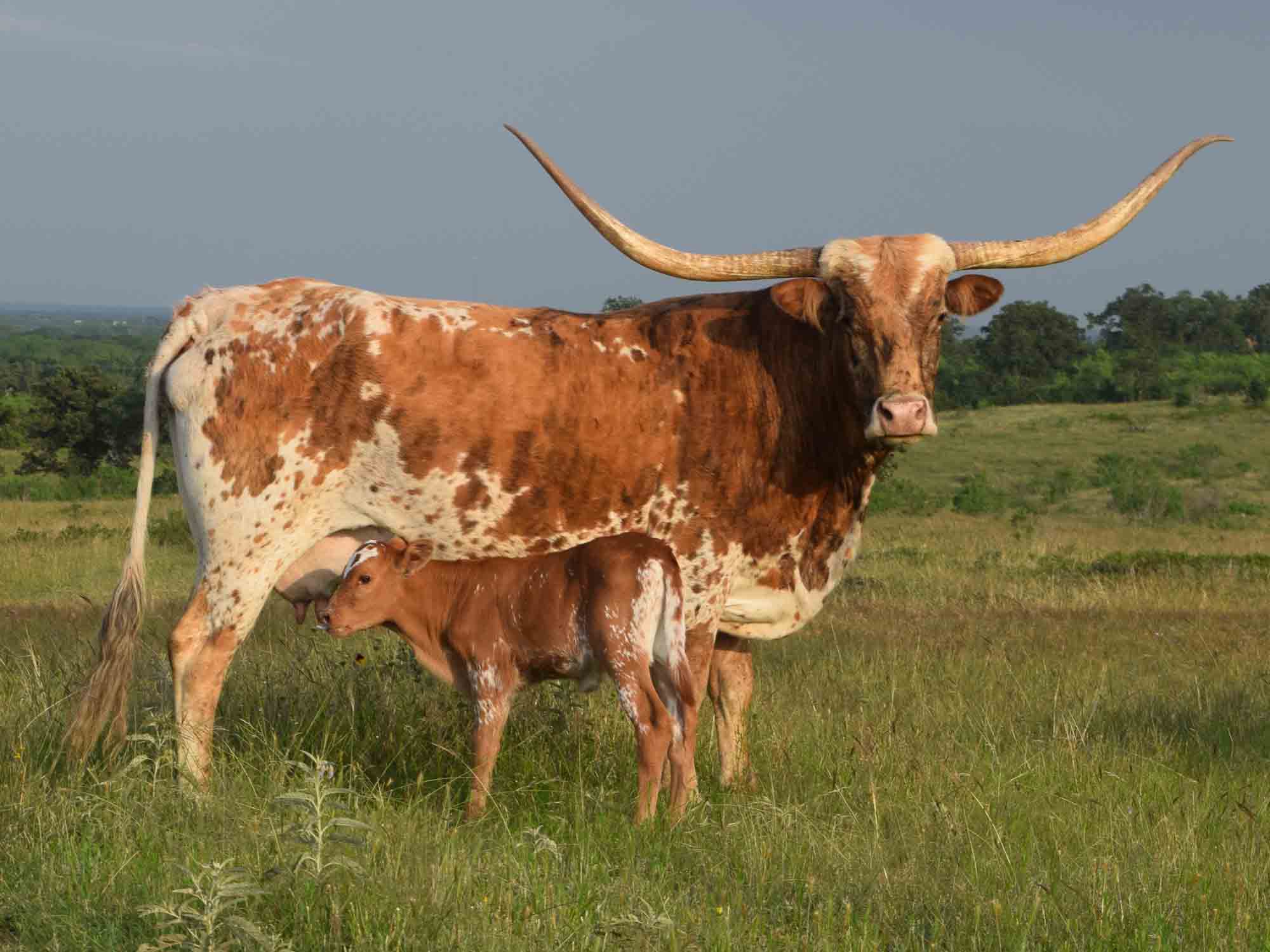 Rocking O Longhorns Texas Longhorn Cattle For Sale.