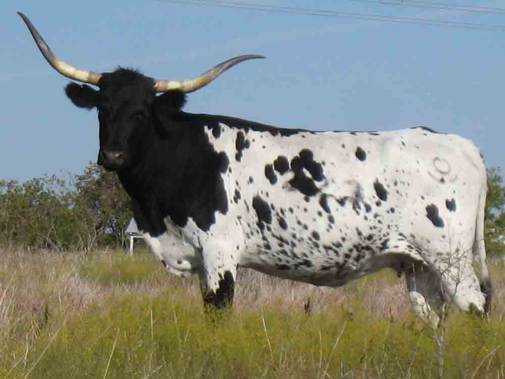 CO Cheeta (2003)