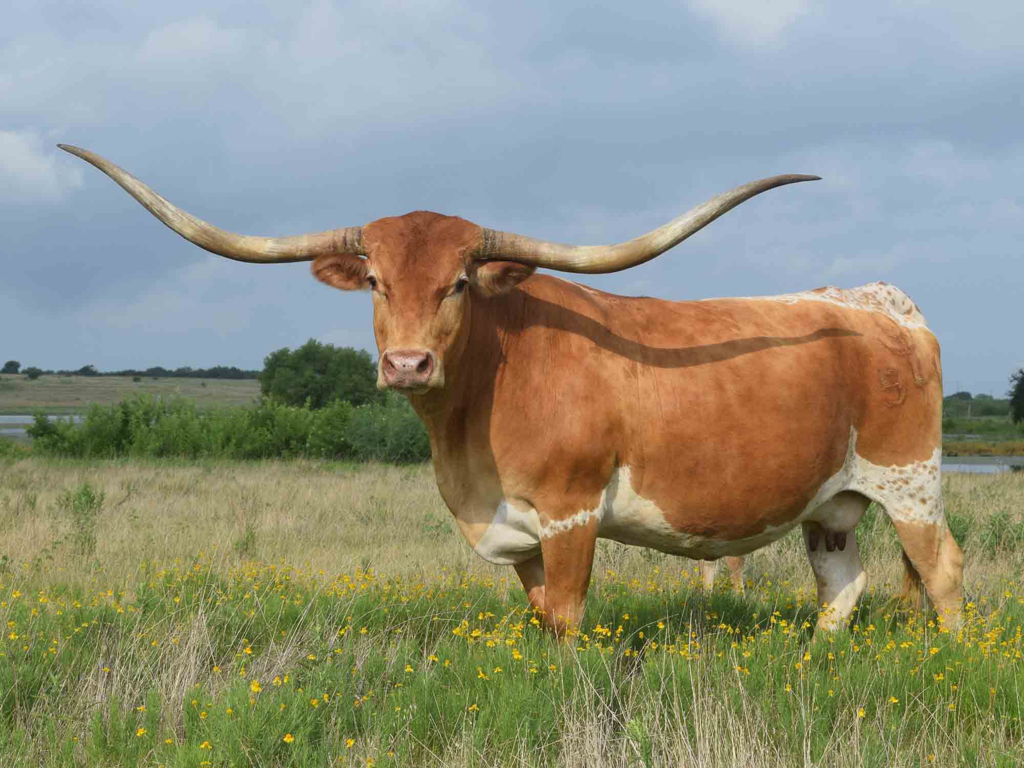 Texas Longhorn heifer - CO Cherry Coke