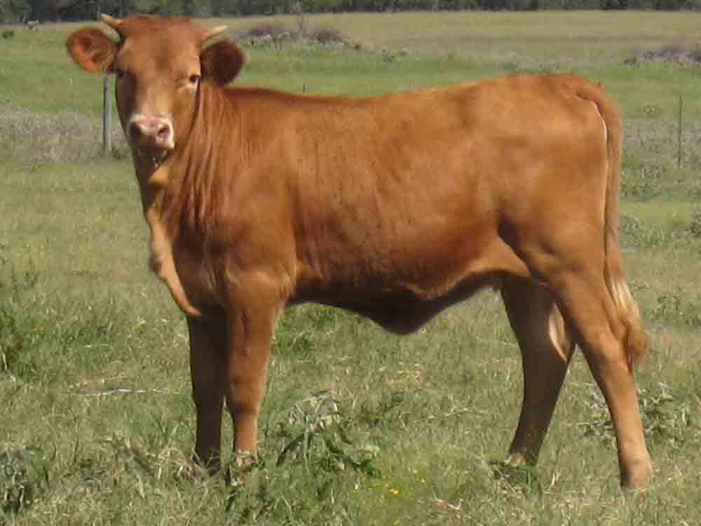 CO Chili Powder (2008)