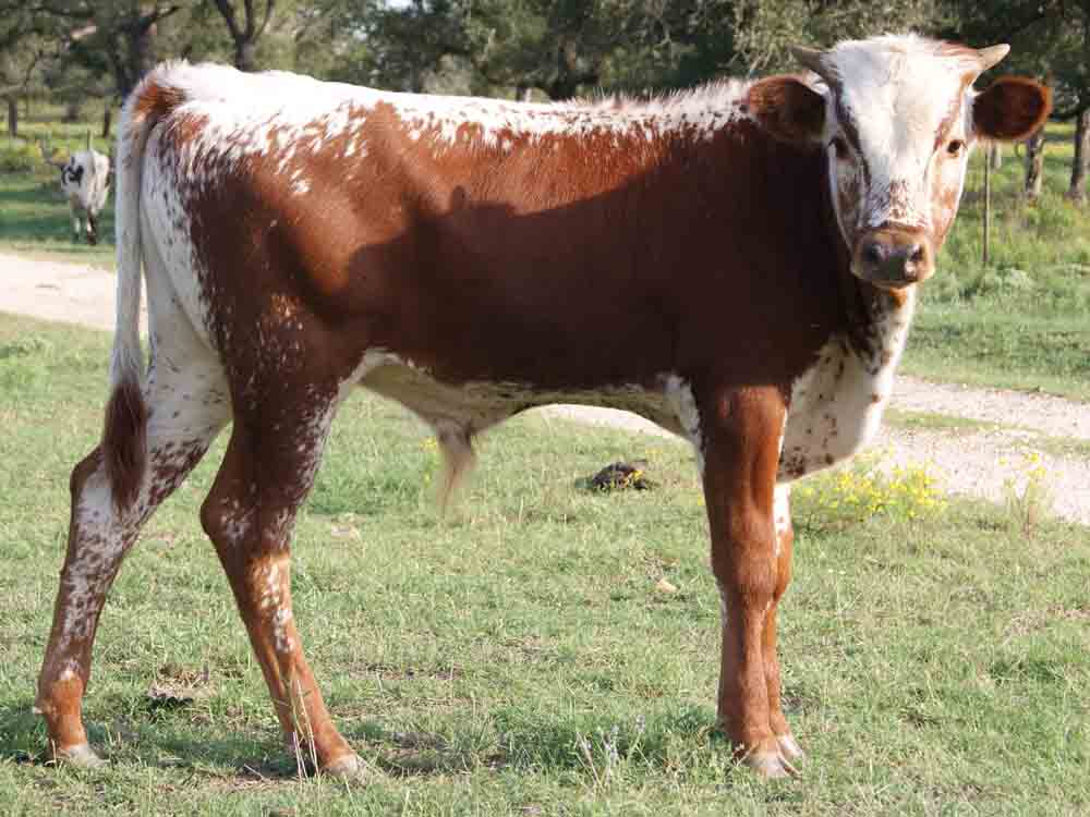 Rocking O Ranch - JR Flash