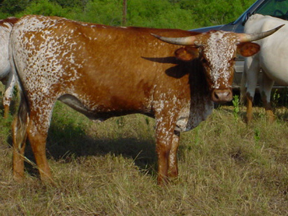 CO Coral (2004)