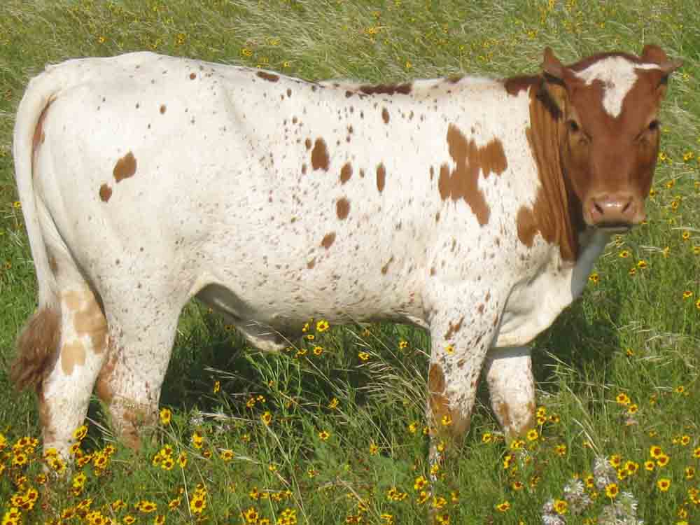 CO Country Gal (2009)