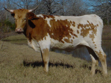 CO Creamcycle (2005)