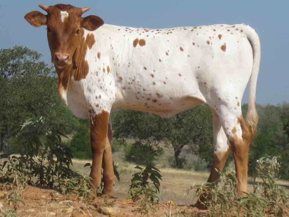 CO Dawna (2009)