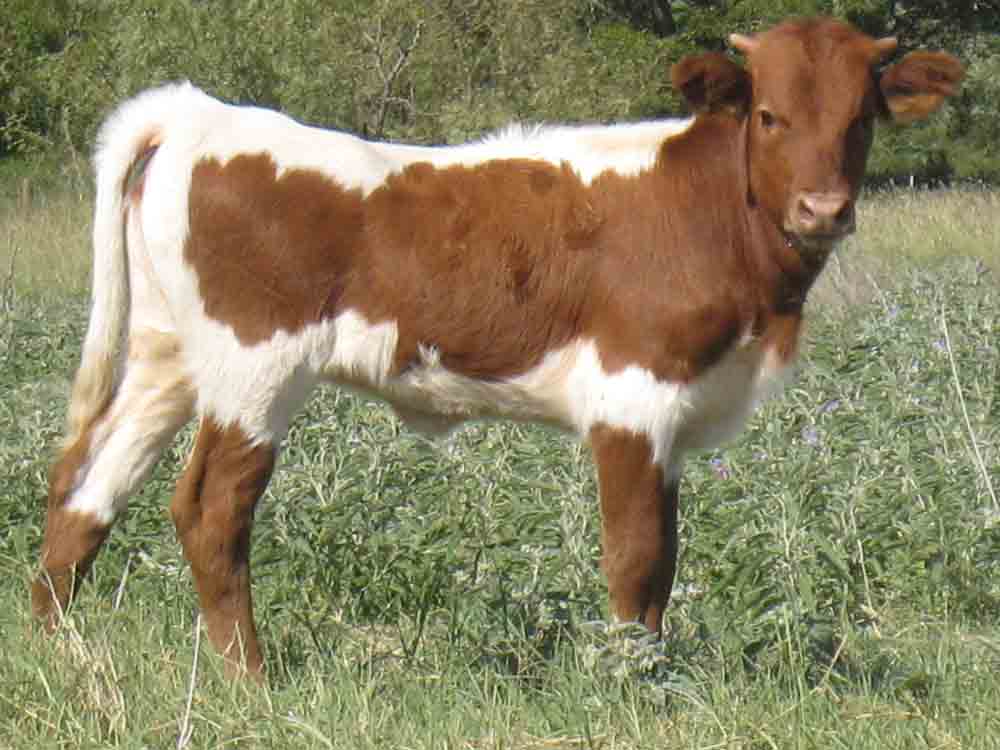 CO Diamond Twinkle (2008)