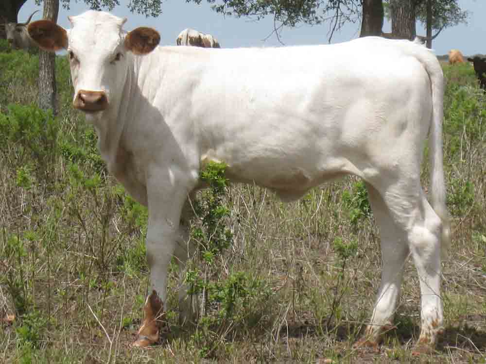 CO Eleanor (2010)