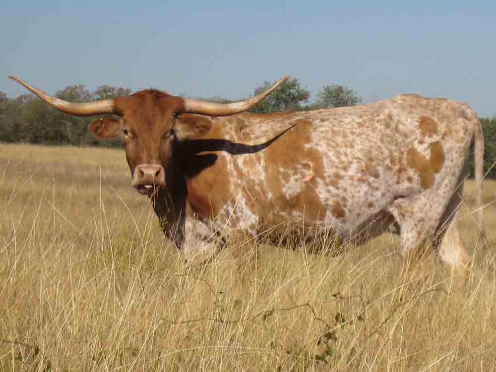 CO Ellie (2004)