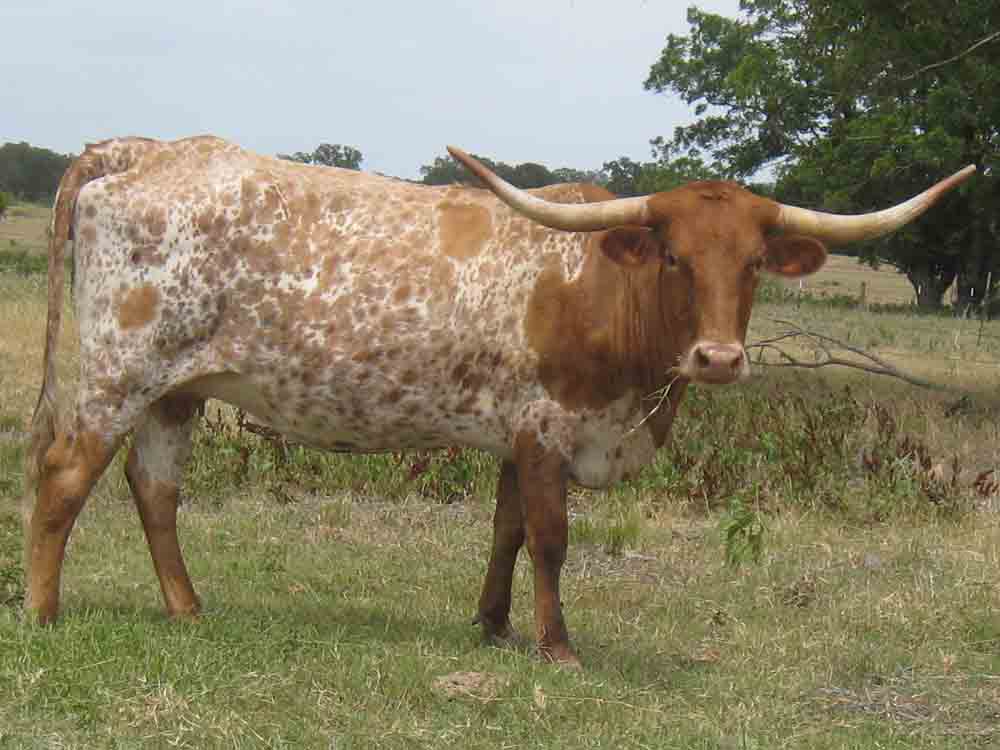 CO Ethel