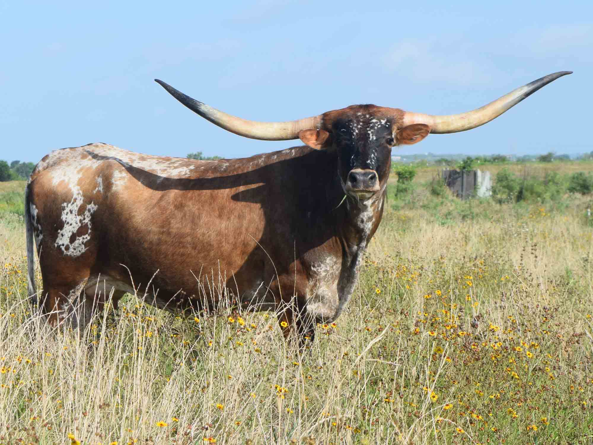 Texas Longhorn heifer - CO Fiesta (2012)