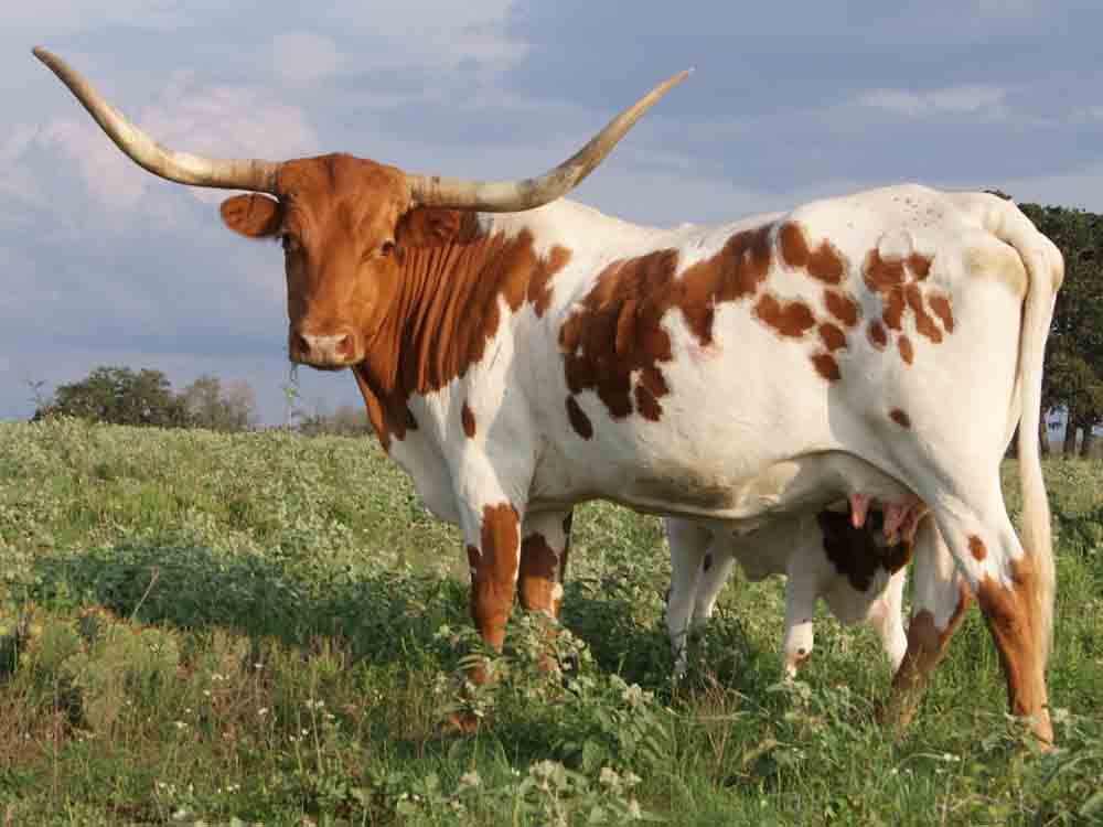 CO Ginger (2003)