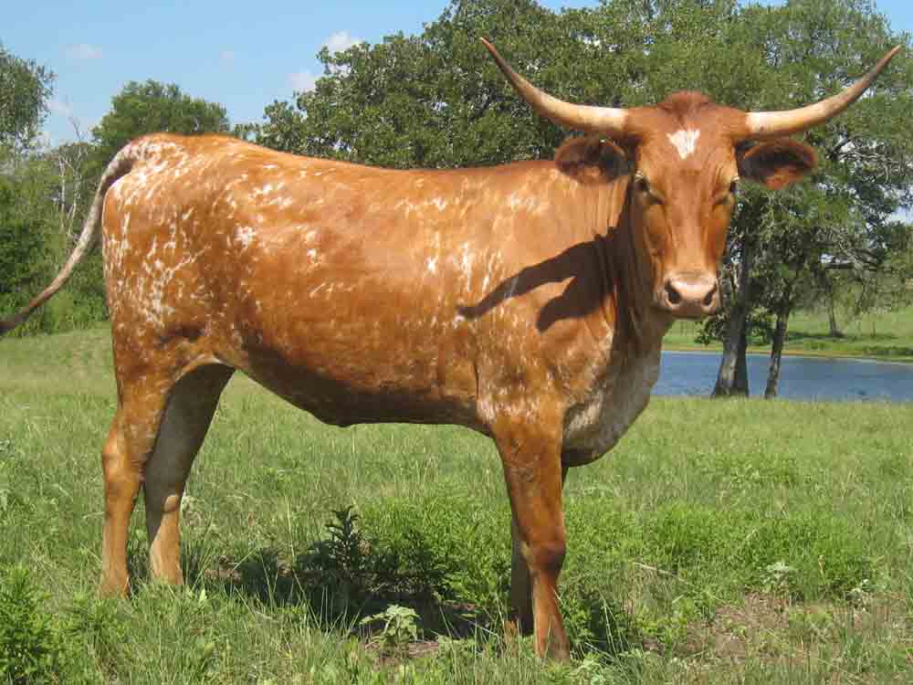 CO Henrietta (2008)
