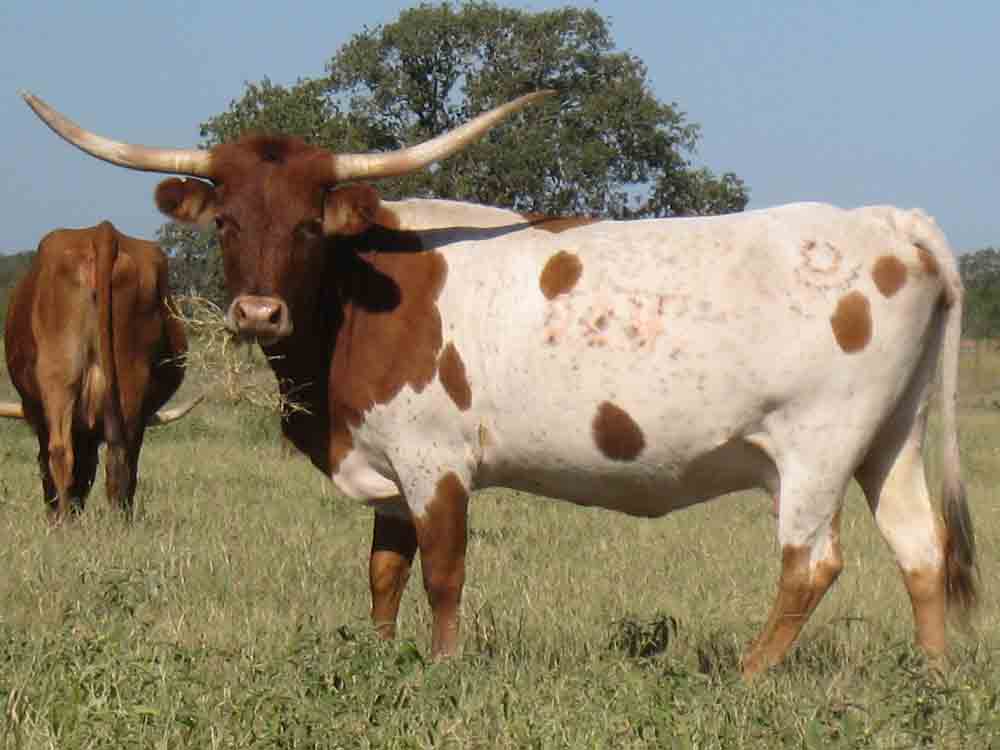 CO Julia (2004)