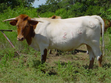 CO Kayla (2004)