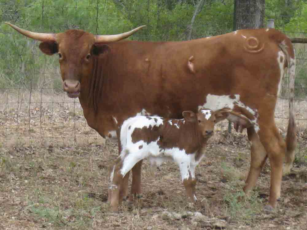 CO Lassy (2006)