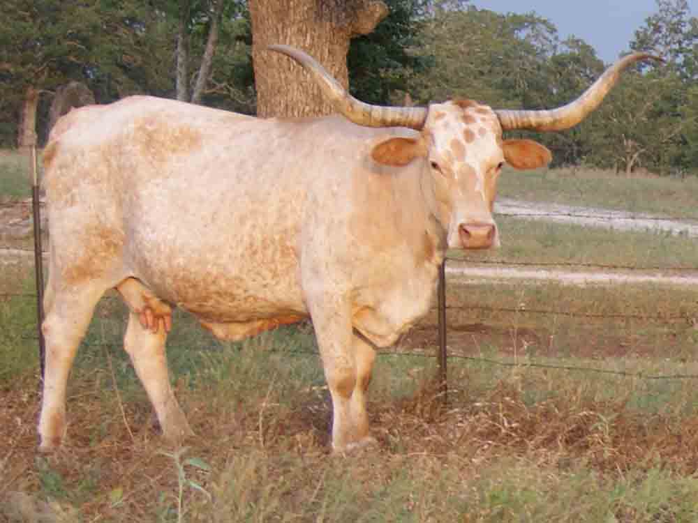 CO Liddle Lady (2000)