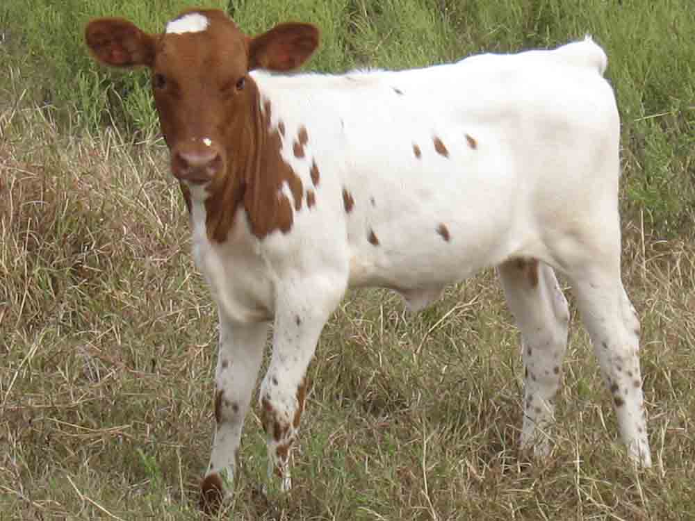 CO Long Bow (2007)