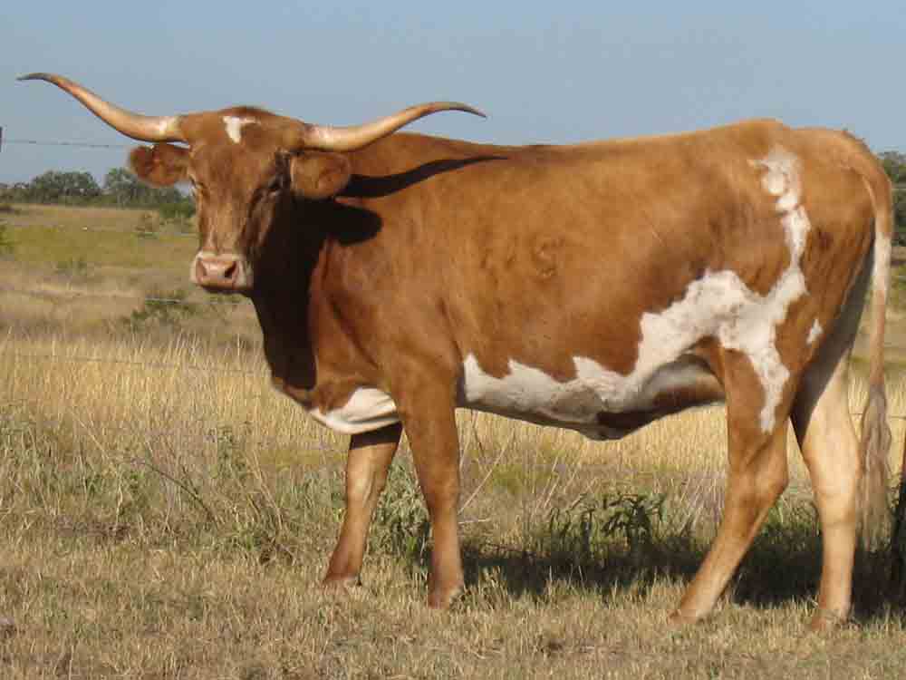 CO Lorreta (2005)