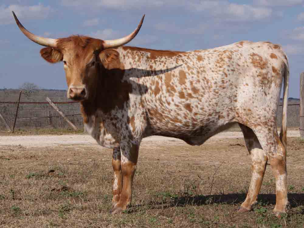 CO Lots a Spots (2010)