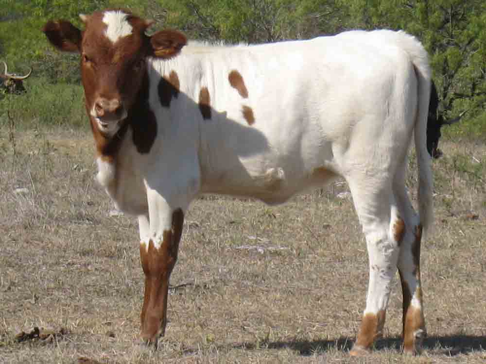 CO Lucille (2008)
